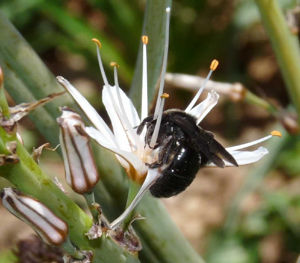 Andrena morio F (Apidae Andreninae)